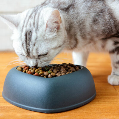Essential Tips for Buying Healthy Cat Treats
