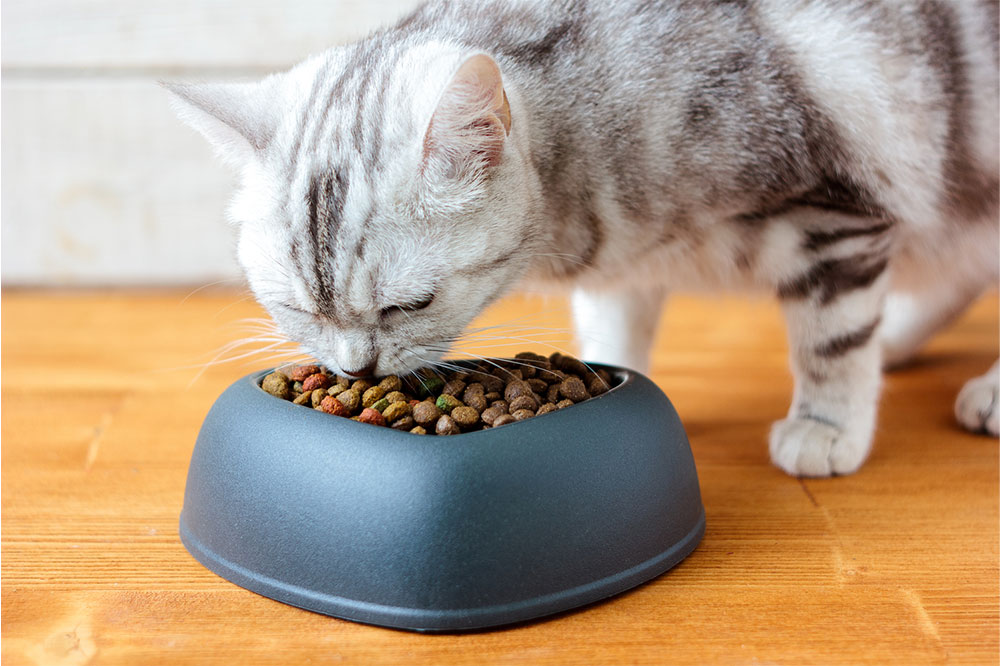Essential Tips for Buying Healthy Cat Treats