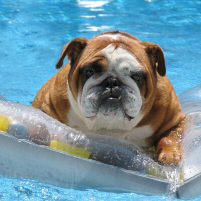 Essential Tips for a Pet-Friendly Hotel Stay