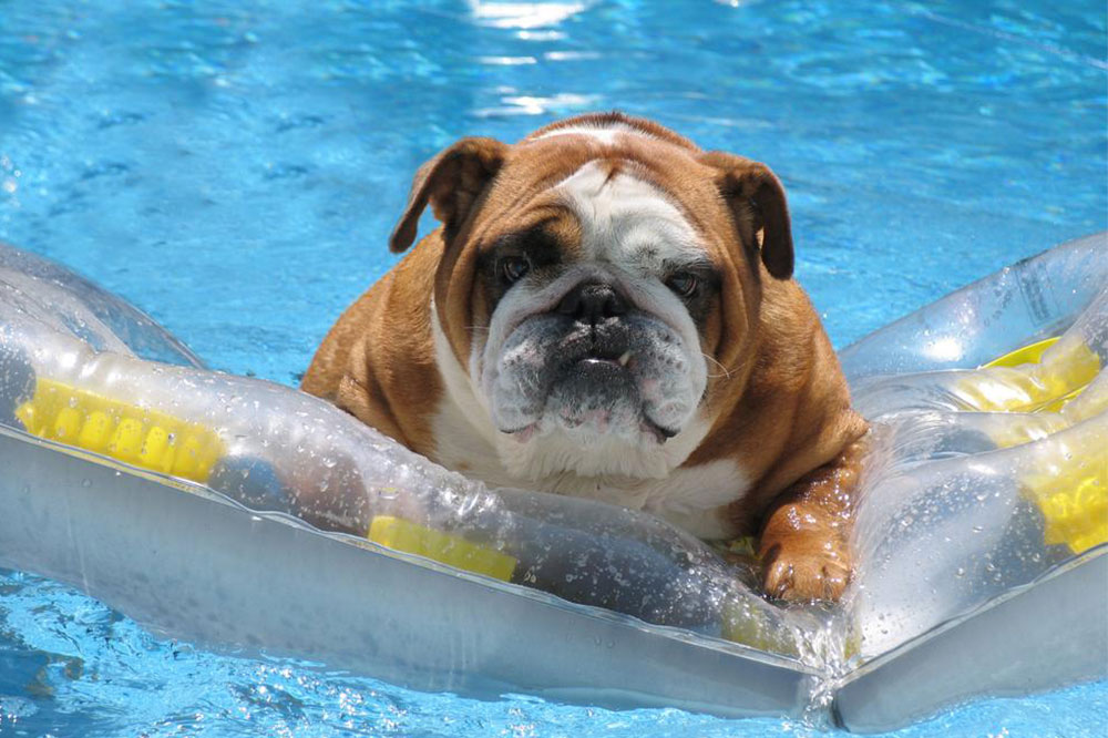 Essential Tips for a Pet-Friendly Hotel Stay