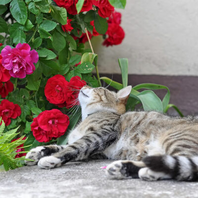 Houseplants That Are Toxic For Cats
