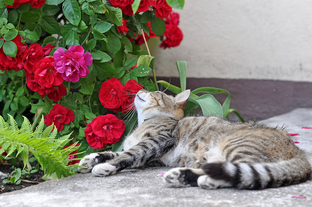 Houseplants That Are Toxic For Cats