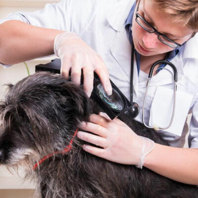 Home Remedies for Fleas and Ticks