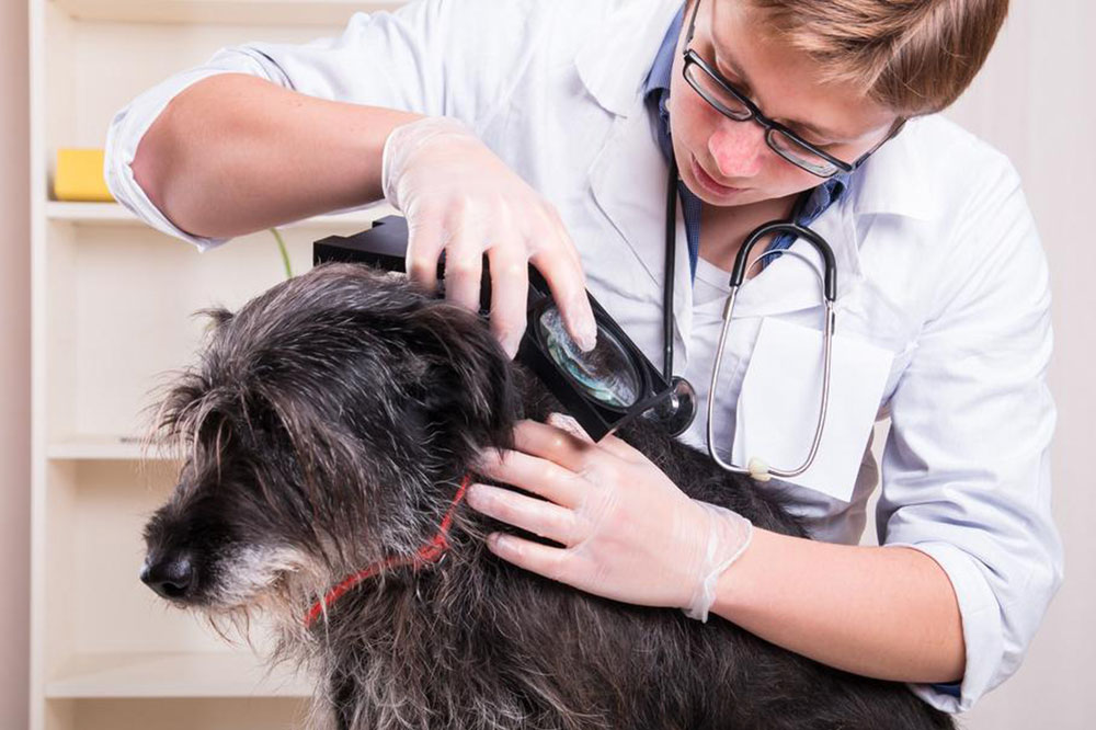Home Remedies for Fleas and Ticks
