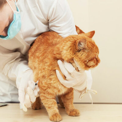 Top Diet Tips for Cats with Diabetes Mellitus