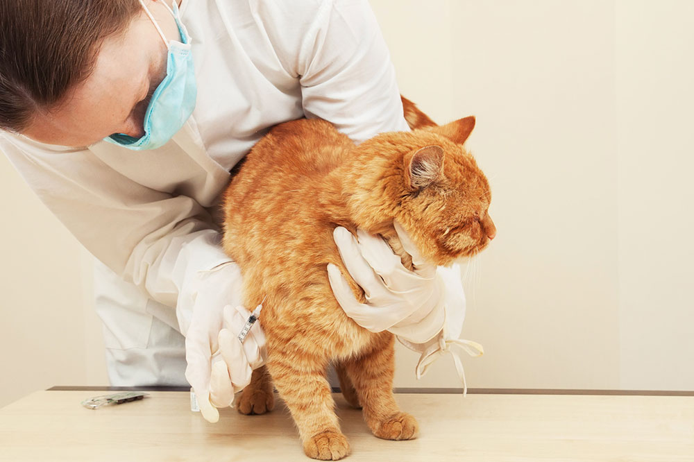 Top Diet Tips for Cats with Diabetes Mellitus