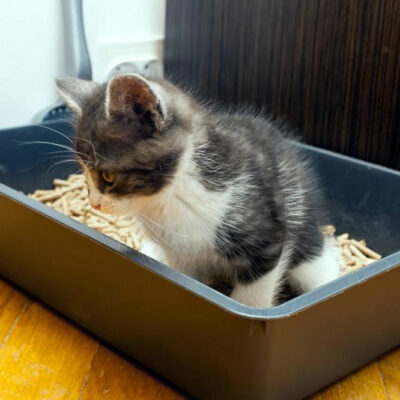 Understanding Food Allergies in Cats