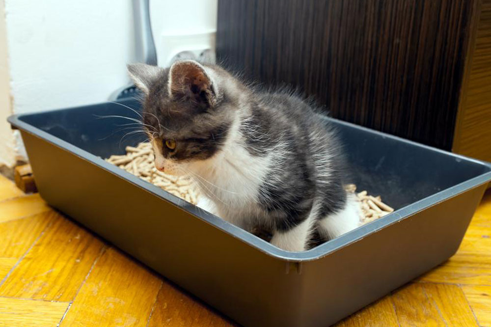 Understanding Food Allergies in Cats